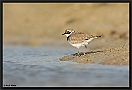 Kleine Plevier, Little Ringed Plover, Charadrius dubius Location: Wierden, the Netherlands kleine plevier MG 6550 kopie